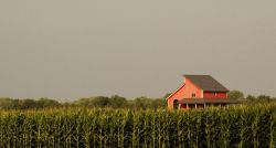 Pink Farm House surrounded by Corn Fields