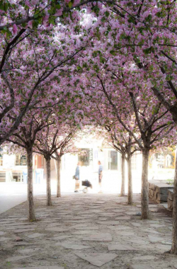 Cherry Blossoms in Village of Yorkville Park as Photographed by